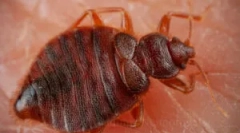 Cum să detectați bug-urile de pat în apartament?